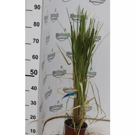 Pampafű, fehér virágú Cortaderia selloana White Feather CLT. 3
