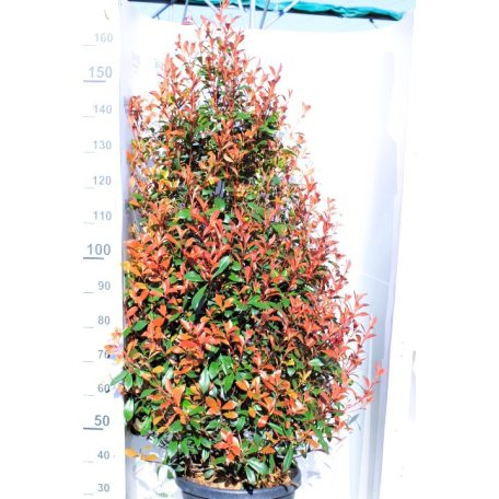 Korallberkenye Photinia x fraseri Carre Rouge CLT.30 150/175