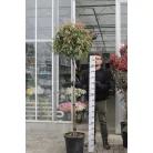 Rózsaszín tarkalevelű korallberkenye törzses Photinia x fraseri Pink Marble CLT.30 HALF TR120/140