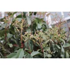 Rózsaszín tarkalevelű korallberkenye törzses Photinia x fraseri Pink Marble CLT.30 HALF TR120/140