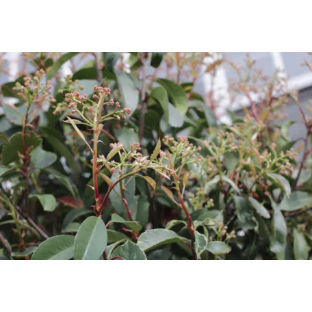 Rózsaszín tarkalevelű korallberkenye törzses Photinia x fraseri Pink Marble CLT.30 HALF TR120/140