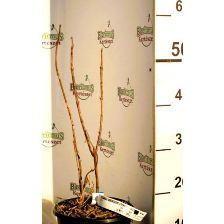 Cserjés hortenzia Hydrangea arb. Strong Annabelle CLT. 3