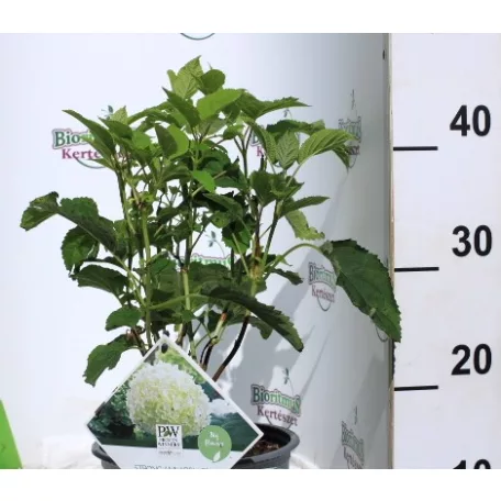 Cserjés hortenzia Hydrangea arb. Strong Annabelle CLT. 3