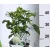 Cserjés hortenzia Hydrangea arb. Strong Annabelle CLT. 3