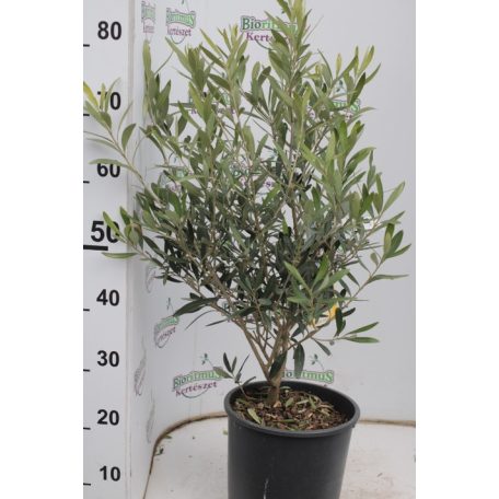 Olajfa bokor OLEA EUROPAEA (OLIVI) CLT. 5