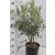 Olajfa bokor OLEA EUROPAEA (OLIVI) CLT. 5