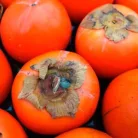 Datolyaszilva Diospyros Kaki Rojo Brillante CLT. 6 MF