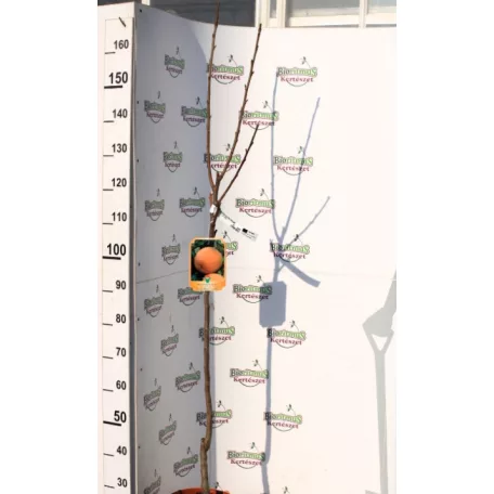 Datolyaszilva Diospyros Kaki Rojo Brillante CLT. 6 MF