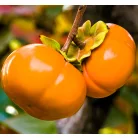 Datolyaszilva Jiro Diospyros kaki JIRO,CLT. 12 HALF STANDAR