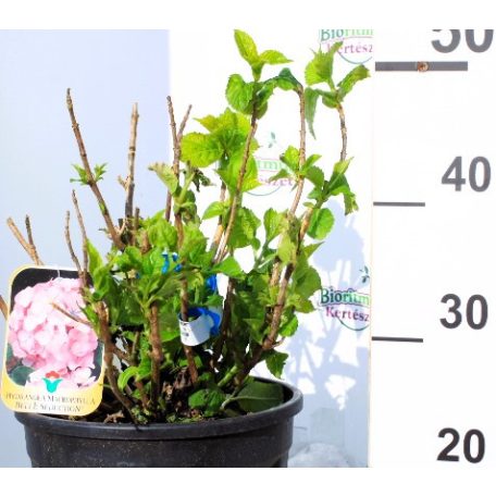 Kerti hortenzia Hydrangea macrophylla Belle Seduction CLT. 10