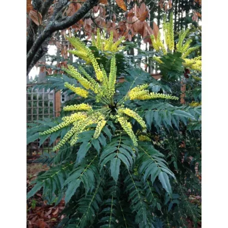Dúsvirágú cserjés mahónia Mahonia x media 'Charity' CLT. 18