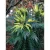Dúsvirágú cserjés mahónia Mahonia x media 'Charity' CLT. 18