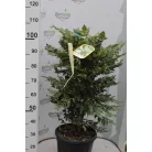 Dúsvirágú cserjés mahónia Mahonia x media 'Charity' CLT. 18