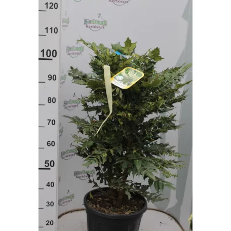 Dúsvirágú cserjés mahónia Mahonia x media 'Charity' CLT. 18