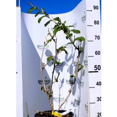   Kínai varázsmogyoró (Kínai csodamogyoró) válogatás HAMAMELIS IN VARIETA' CLT. 10