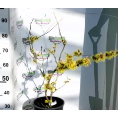   Kínai varázsmogyoró (Kínai csodamogyoró) válogatás HAMAMELIS IN VARIETA' CLT. 10
