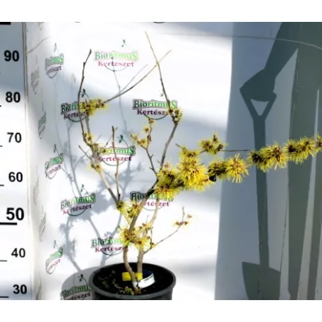 Kínai varázsmogyoró (Kínai csodamogyoró) válogatás HAMAMELIS IN VARIETA' CLT. 10