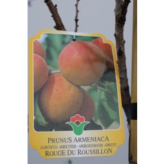   Rouge du Roussillon kajszi Prunus Armeniaca Rouge de Roussillon C15