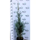Oszlopos arizóniai ciprus Cupressus arizonica 'Fastigiata' CLT. 7