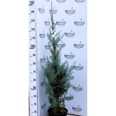   Oszlopos arizóniai ciprus Cupressus arizonica 'Fastigiata' CLT. 7