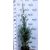 Oszlopos arizóniai ciprus Cupressus arizonica 'Fastigiata' CLT. 7