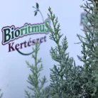 Oszlopos arizóniai ciprus Cupressus arizonica 'Fastigiata' CLT. 7