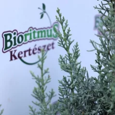   Oszlopos arizóniai ciprus Cupressus arizonica 'Fastigiata' CLT. 7