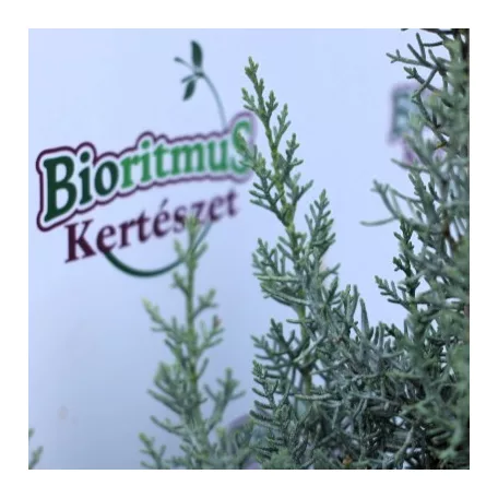 Oszlopos arizóniai ciprus Cupressus arizonica 'Fastigiata' CLT. 7