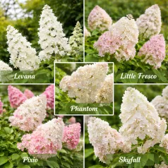 Bugás hortenzia Hydrangea pan. válogatás CLT. 3