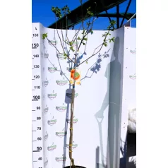 Datolyaszilva DIOSPYROS KAKI HANA FUYU CLT. 10 MEZZO F