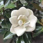 Liliomfa, Örökzöld liliomfa, törpe Magnolia Grandiflora 'Little Gem'  CLT. 12