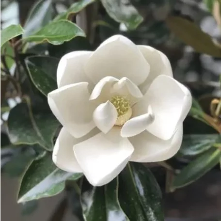 Liliomfa, Örökzöld liliomfa, törpe Magnolia Grandiflora 'Little Gem'  CLT. 12