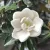 Liliomfa, Örökzöld liliomfa, törpe Magnolia Grandiflora 'Little Gem'  CLT. 12