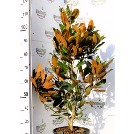 Liliomfa, Örökzöld liliomfa, törpe Magnolia Grandiflora 'Little Gem'  CLT. 12