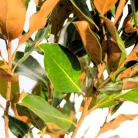 Liliomfa, Örökzöld liliomfa, törpe Magnolia Grandiflora 'Little Gem'  CLT. 12