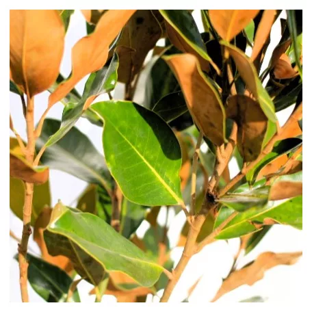 Liliomfa, Örökzöld liliomfa, törpe Magnolia Grandiflora 'Little Gem'  CLT. 12
