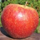 Belchard alma MALUS DOMESTICA BELCHARD CLT. 6 HALF STA konténeres gyümölcsfa