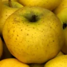 Belchard alma MALUS DOMESTICA BELCHARD CLT. 6 HALF STA konténeres gyümölcsfa
