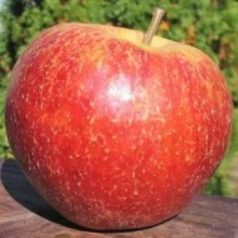   Belchard alma MALUS DOMESTICA BELCHARD CLT. 6 HALF STA konténeres gyümölcsfa