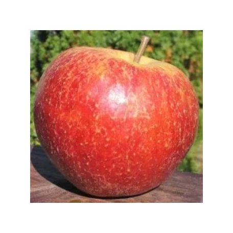 Belchard alma MALUS DOMESTICA BELCHARD CLT. 6 HALF STA konténeres gyümölcsfa