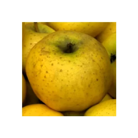 Belchard alma MALUS DOMESTICA BELCHARD CLT. 6 HALF STA konténeres gyümölcsfa