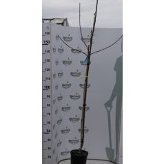   Belchard alma MALUS DOMESTICA BELCHARD CLT. 6 HALF STA konténeres gyümölcsfa