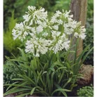 Szerelemvirág fehér színű Agapanthus L'Amour D'Ete Blanc CLT.3