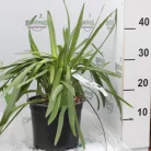 Szerelemvirág fehér színű Agapanthus L'Amour D'Ete Blanc CLT.3