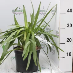   Szerelemvirág fehér színű Agapanthus L'Amour D'Ete Blanc CLT.3