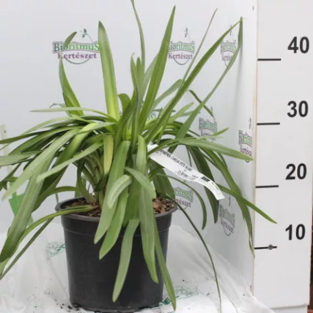 Szerelemvirág fehér színű Agapanthus L'Amour D'Ete Blanc CLT.3