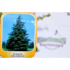 Atlasz cédrus Cedrus Atlantica CLT. 10