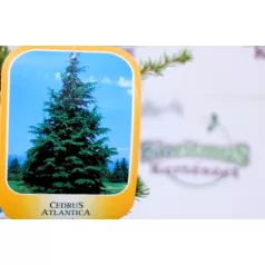 Atlasz cédrus Cedrus Atlantica CLT. 10