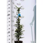 Atlasz cédrus Cedrus Atlantica CLT. 10