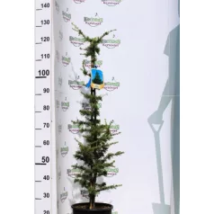 Atlasz cédrus Cedrus Atlantica CLT. 10